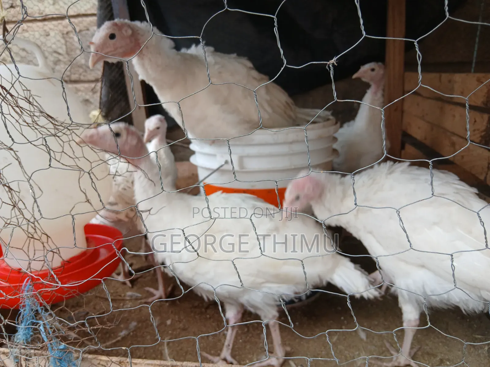 10 Pieces Turkey Chicks (Poults) on Sale