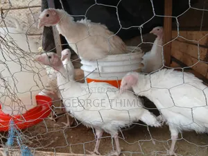 10 Pieces Turkey Chicks (Poults) on Sale