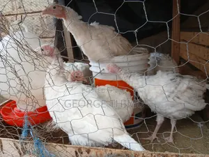 10 Pieces Turkey Chicks (Poults) on Sale
