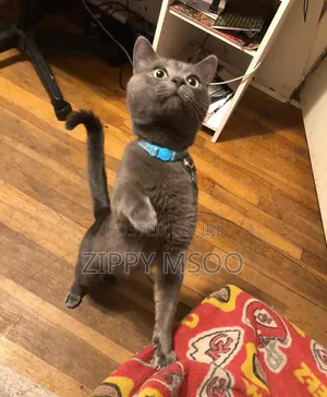 6-12 months Female Purebred Russian Blue