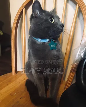 6-12 months Female Purebred Russian Blue
