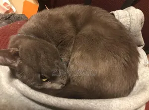 6-12 months Female Purebred Russian Blue