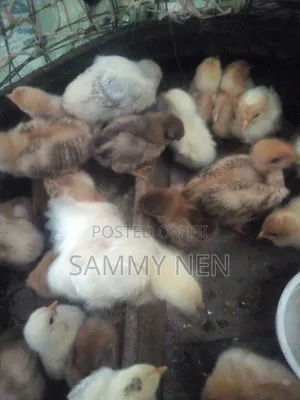 Chicks for Sale