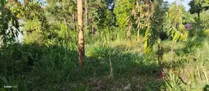 Various Plots for Sale 50*100 at Ikinu-Githunguri