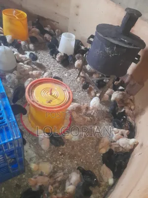 Selling Dayold Chicks.