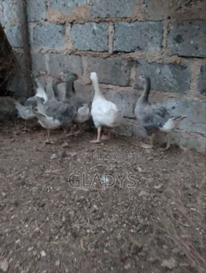 Geese for Sale Ruiru Kimbo.