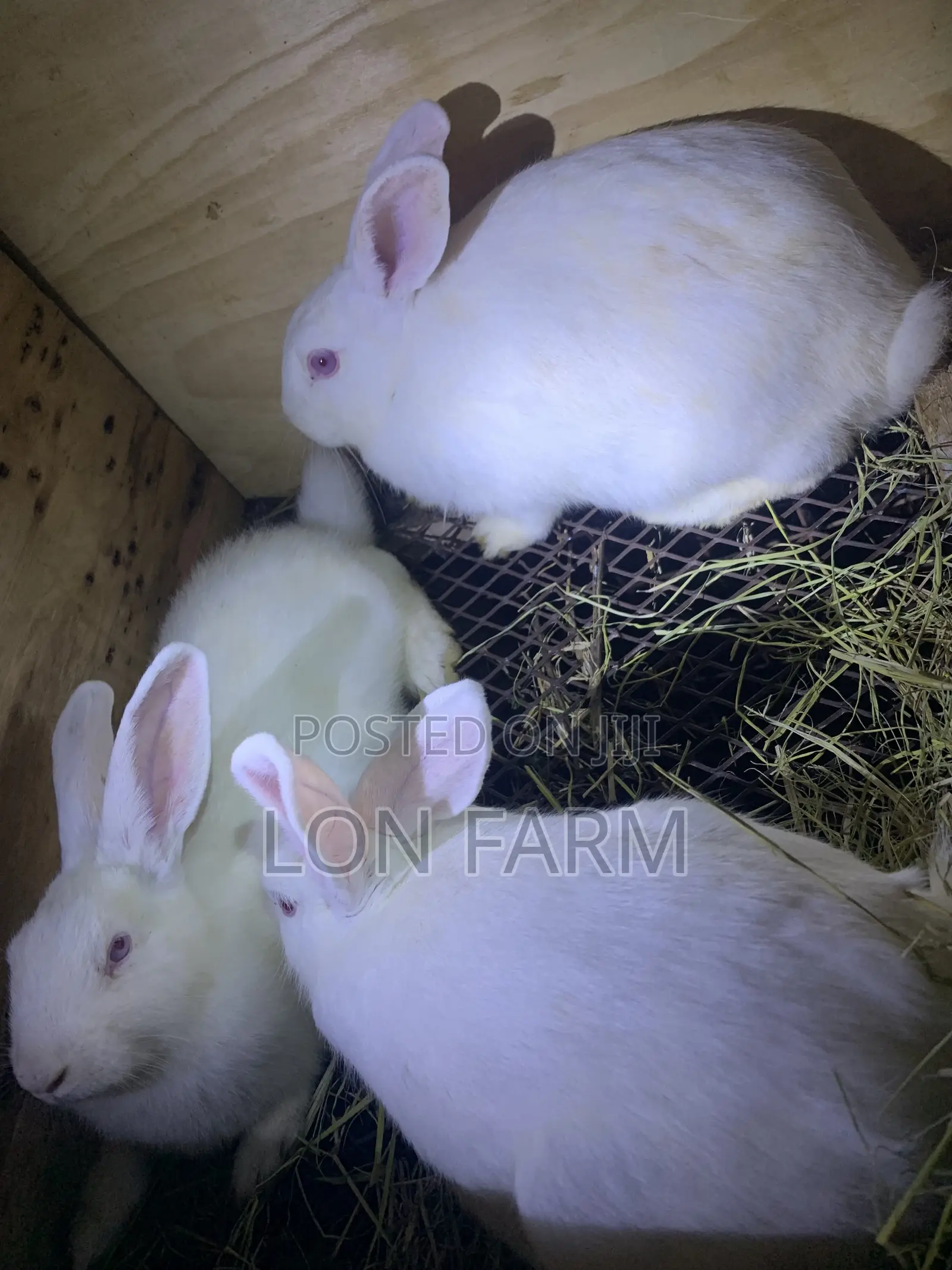 New Zealand Bunnies