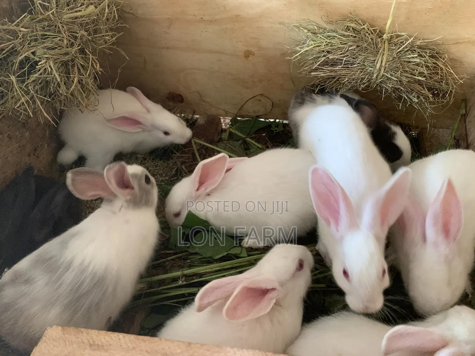 New Zealand Bunnies