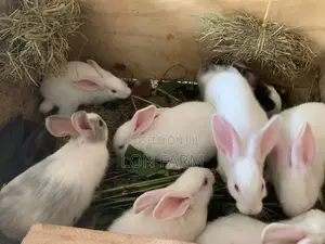 New Zealand Bunnies