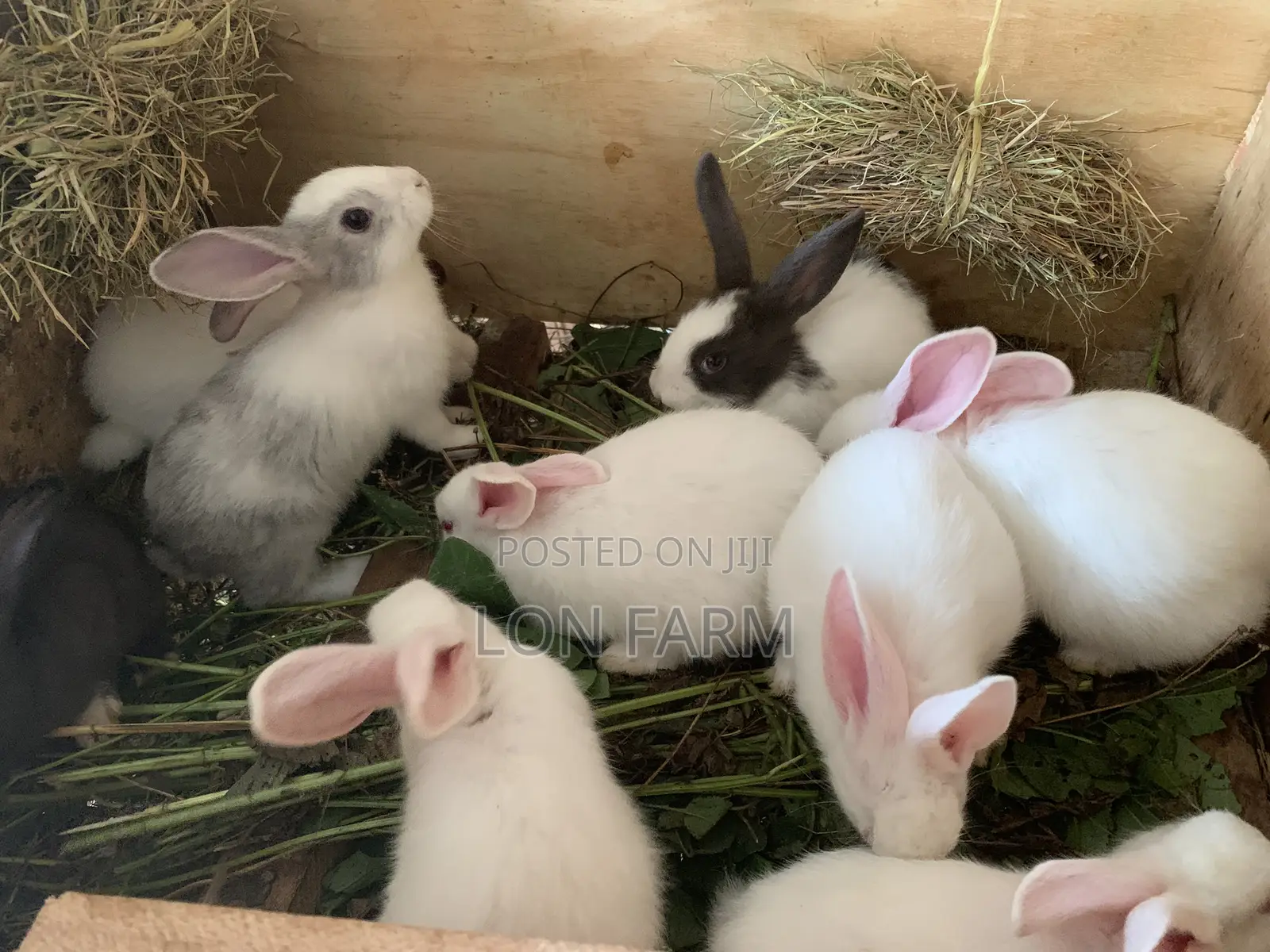 New Zealand Bunnies