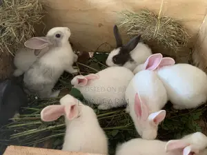 New Zealand Bunnies