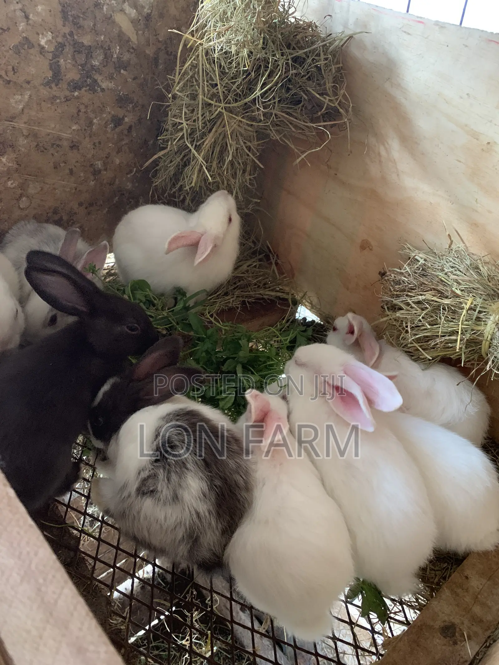 New Zealand Bunnies