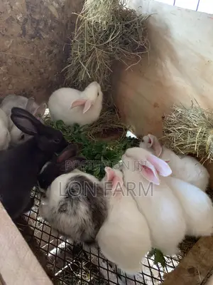 New Zealand Bunnies