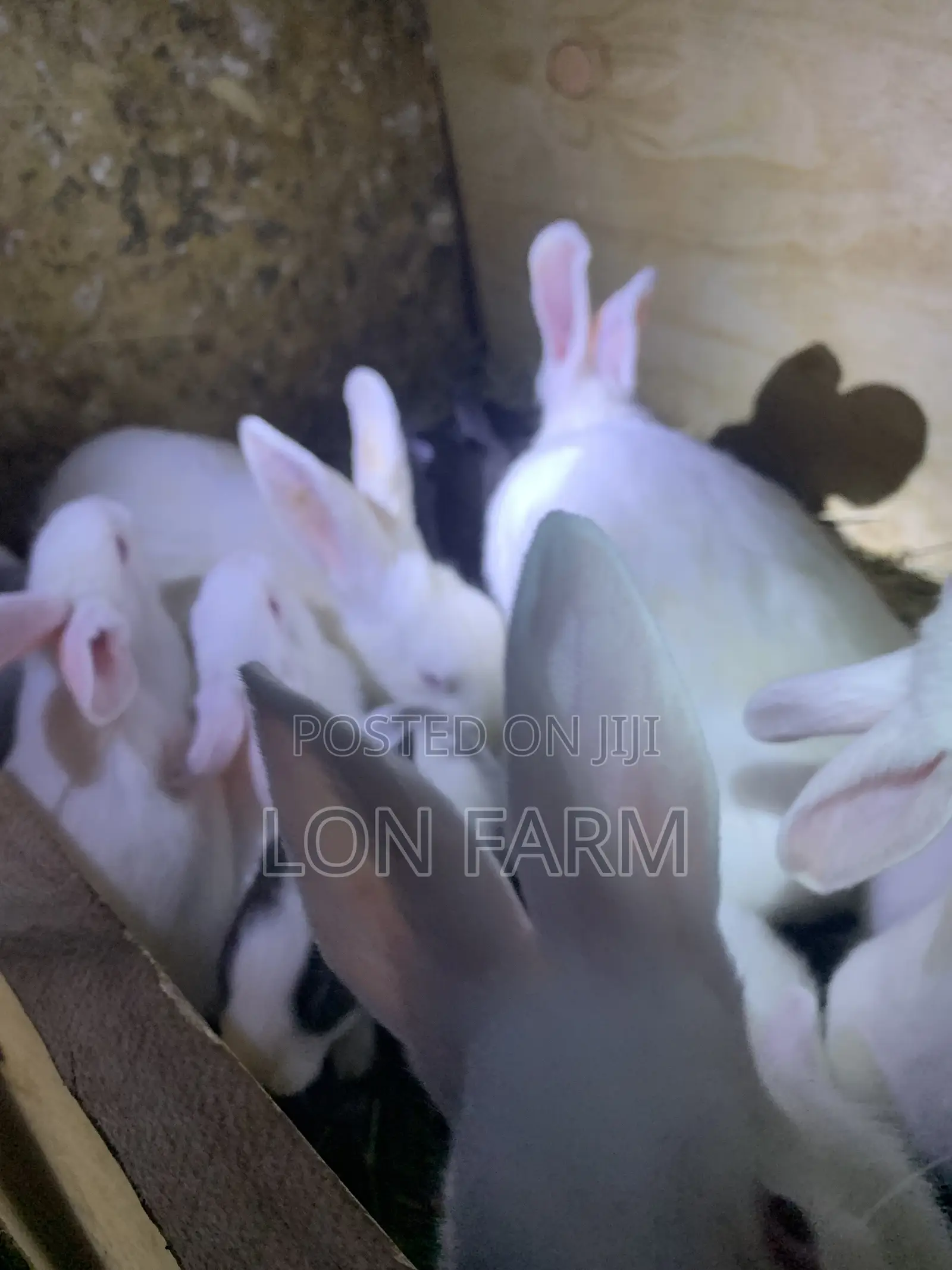New Zealand Bunnies