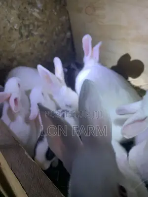 New Zealand Bunnies