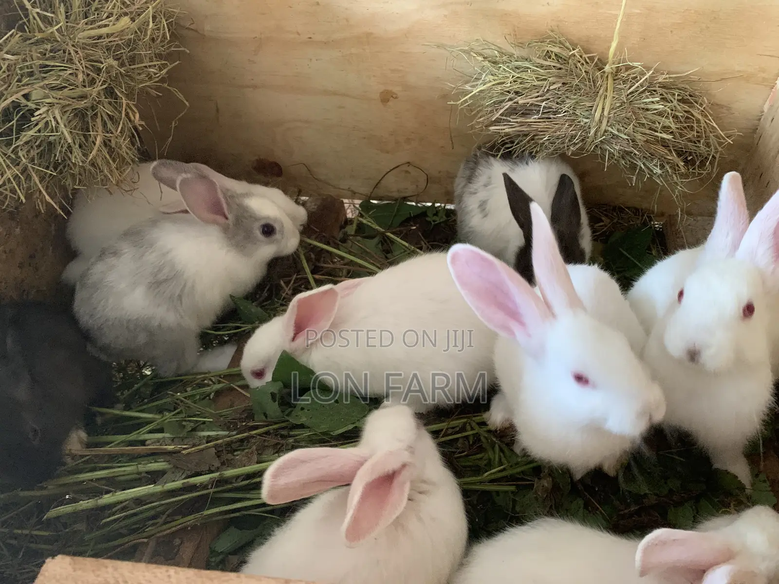 New Zealand Bunnies