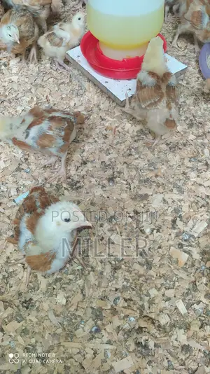 Healthy 3 Weeks Old Improved kIenyeji Chicks