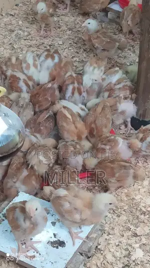 Healthy 3 Weeks Old Improved kIenyeji Chicks