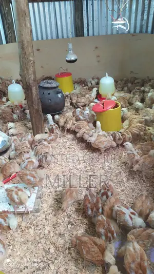 Healthy 3 Weeks Old Improved kIenyeji Chicks