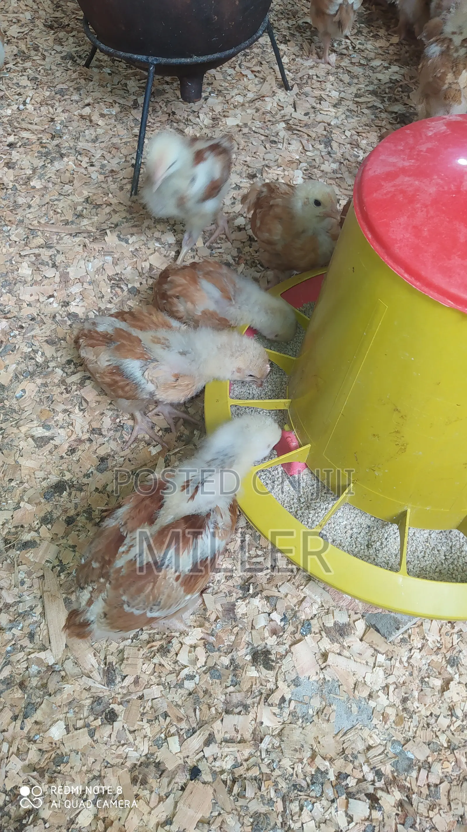 Healthy 3 Weeks Old Improved kIenyeji Chicks