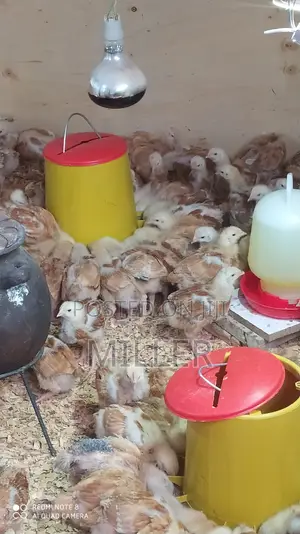 Healthy 3 Weeks Old Improved kIenyeji Chicks