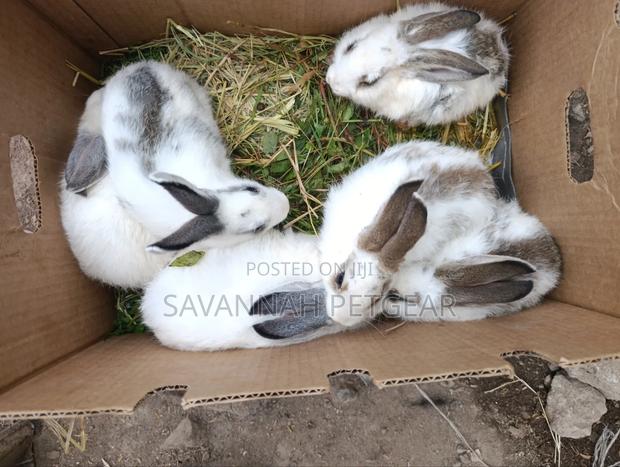 Fluffy Baby Rabbits for Pets - 3 Months Old - main view
