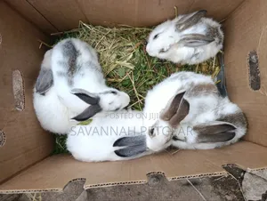 Fluffy Baby Rabbits for Pets - 3 Months Old