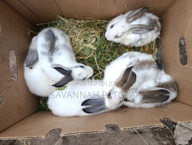 Fluffy Baby Rabbits for Pets - 3 Months Old - thumbnail 2