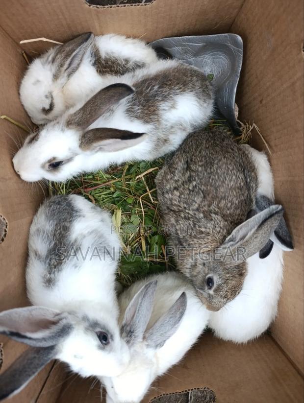 Fluffy Baby Rabbits for Pets - 3 Months Old - thumbnail 5