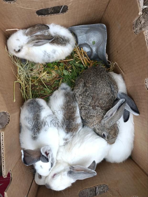 Fluffy Baby Rabbits for Pets - 3 Months Old - thumbnail 6