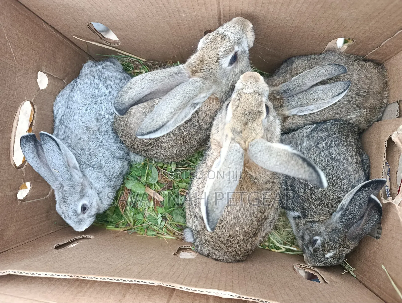 Young Flemish Giants or Continental Giants Rabbit Pets - 3 Months Old