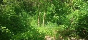 5.4 Acres Mwea