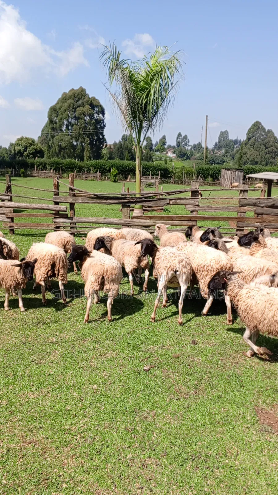 Dorper Sheep, Ewes and Rams.