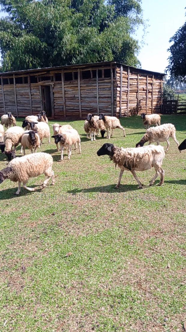 Dorper Sheep, Ewes and Rams. - thumbnail 2
