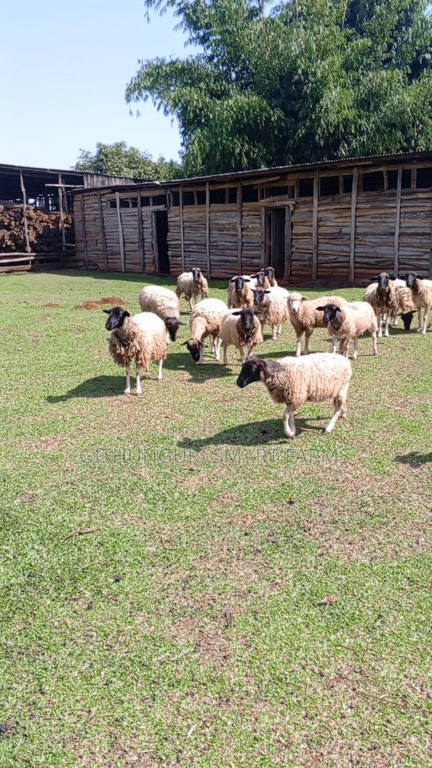 Dorper Sheep, Ewes and Rams. - thumbnail 3