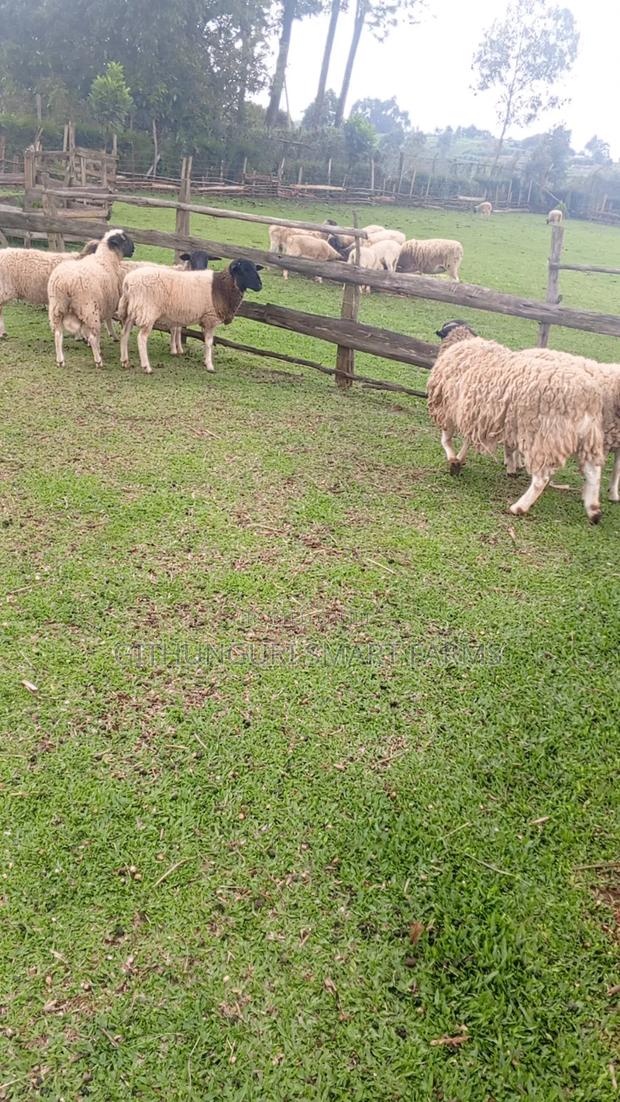 Dorper Sheep, Ewes and Rams. - thumbnail 6