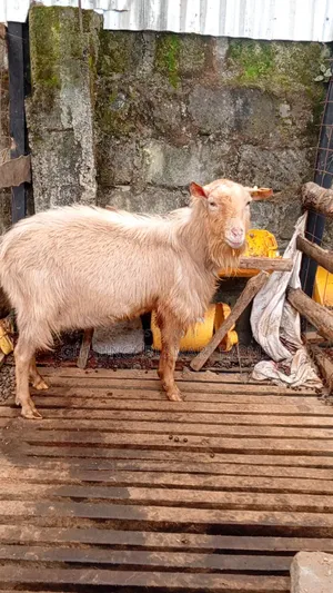 German Alpine, Toggenburg and Saanen Dairy Goats