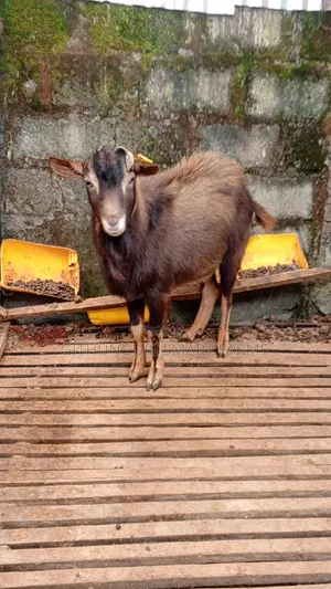 German Alpine, Toggenburg and Saanen Dairy Goats