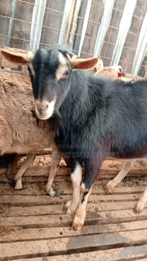 German Alpine, Toggenburg and Saanen Dairy Goats