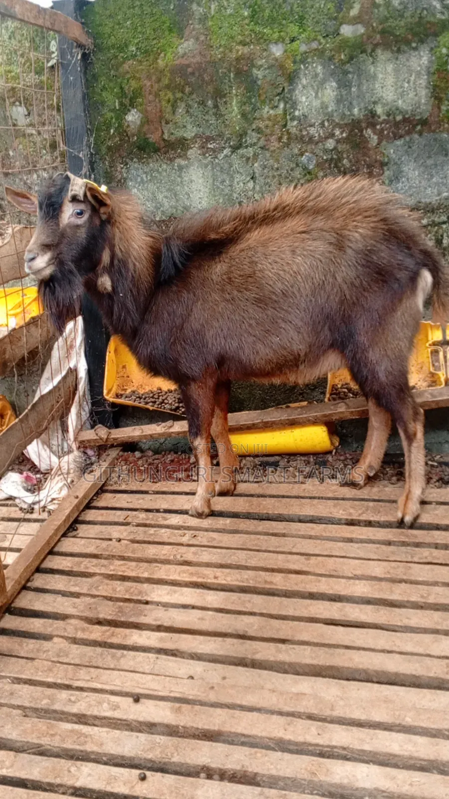 German Alpine, Toggenburg and Saanen Dairy Goats