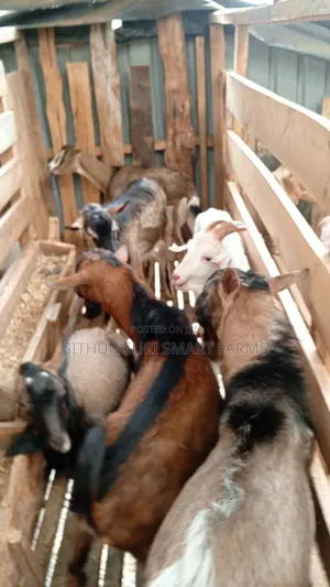 German Alpine, Toggenburg and Saanen Dairy Goats