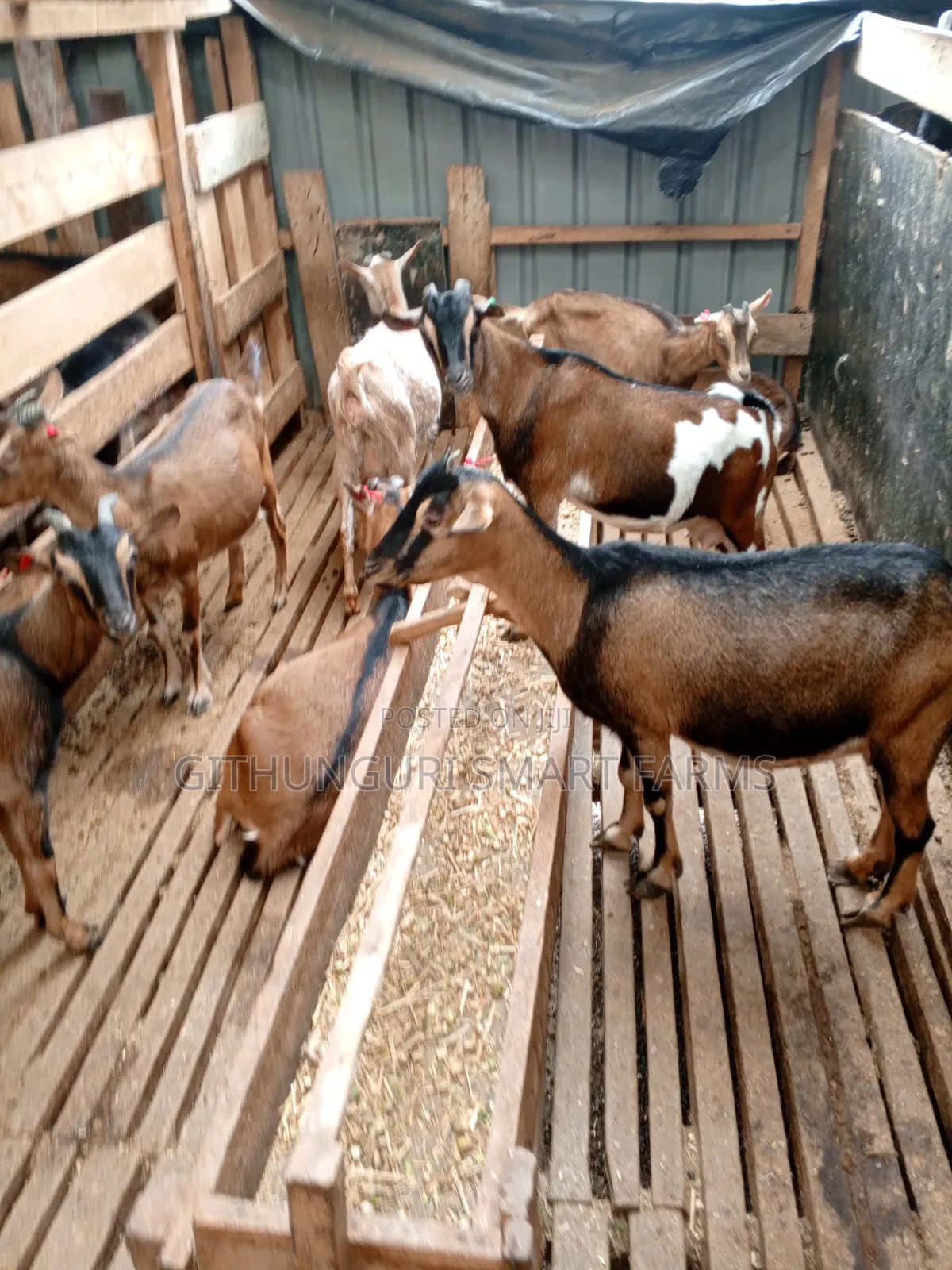 German Alpine, Toggenburg and Saanen Dairy Goats