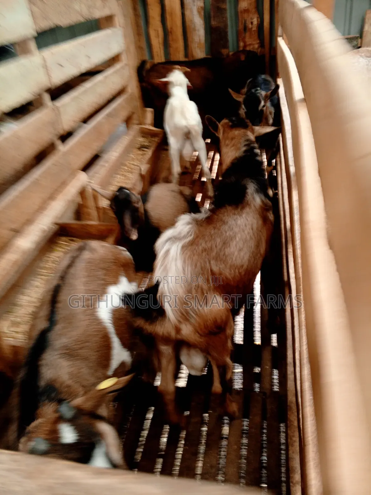 German Alpine, Toggenburg and Saanen Dairy Goats