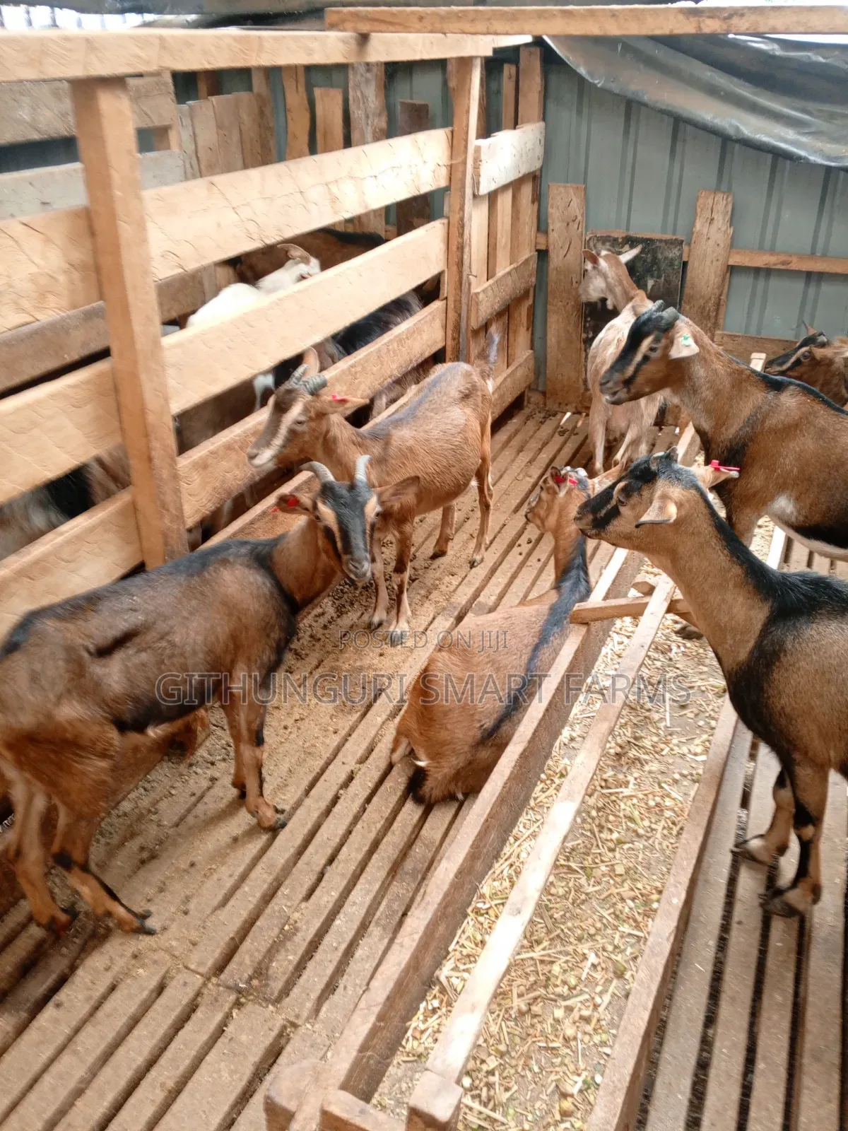 German Alpine, Toggenburg and Saanen Dairy Goats