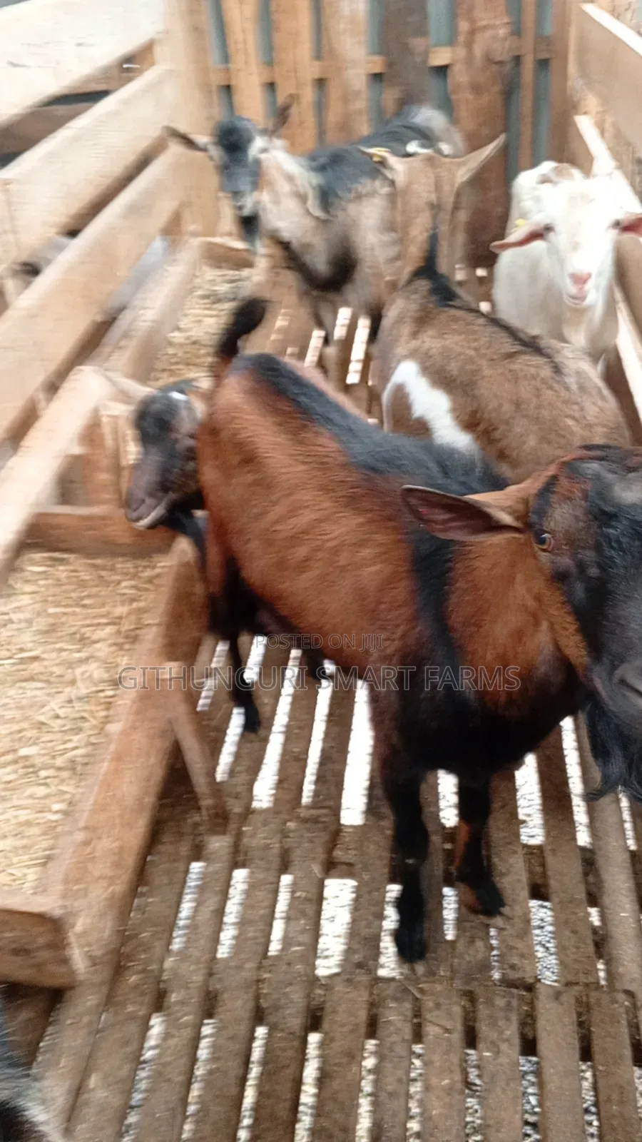 German Alpine, Toggenburg and Saanen Dairy Goats