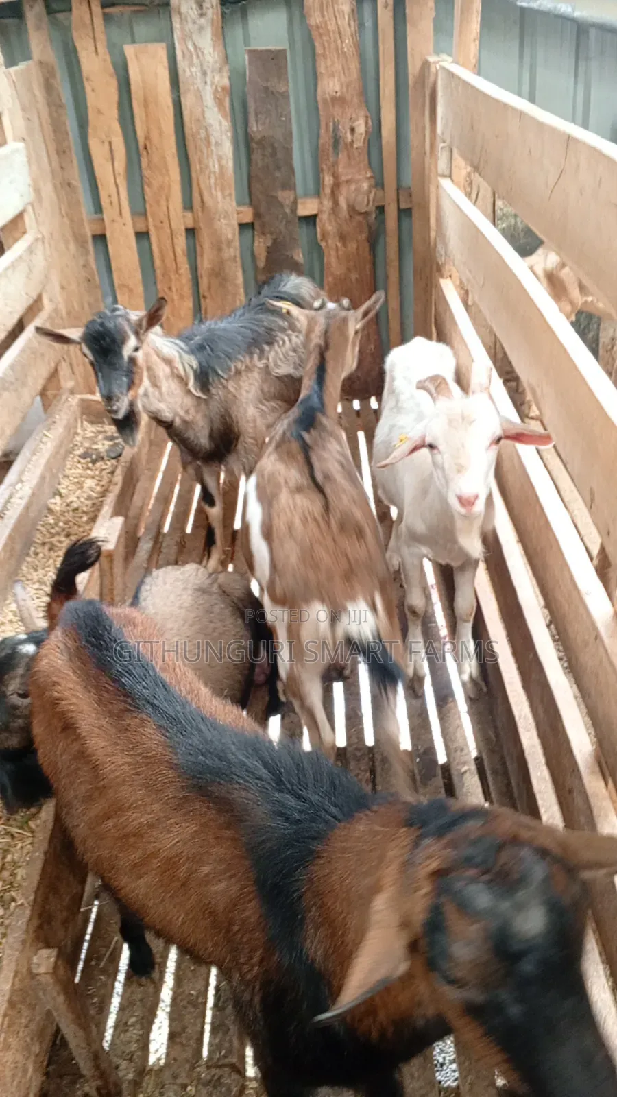 German Alpine, Toggenburg and Saanen Dairy Goats