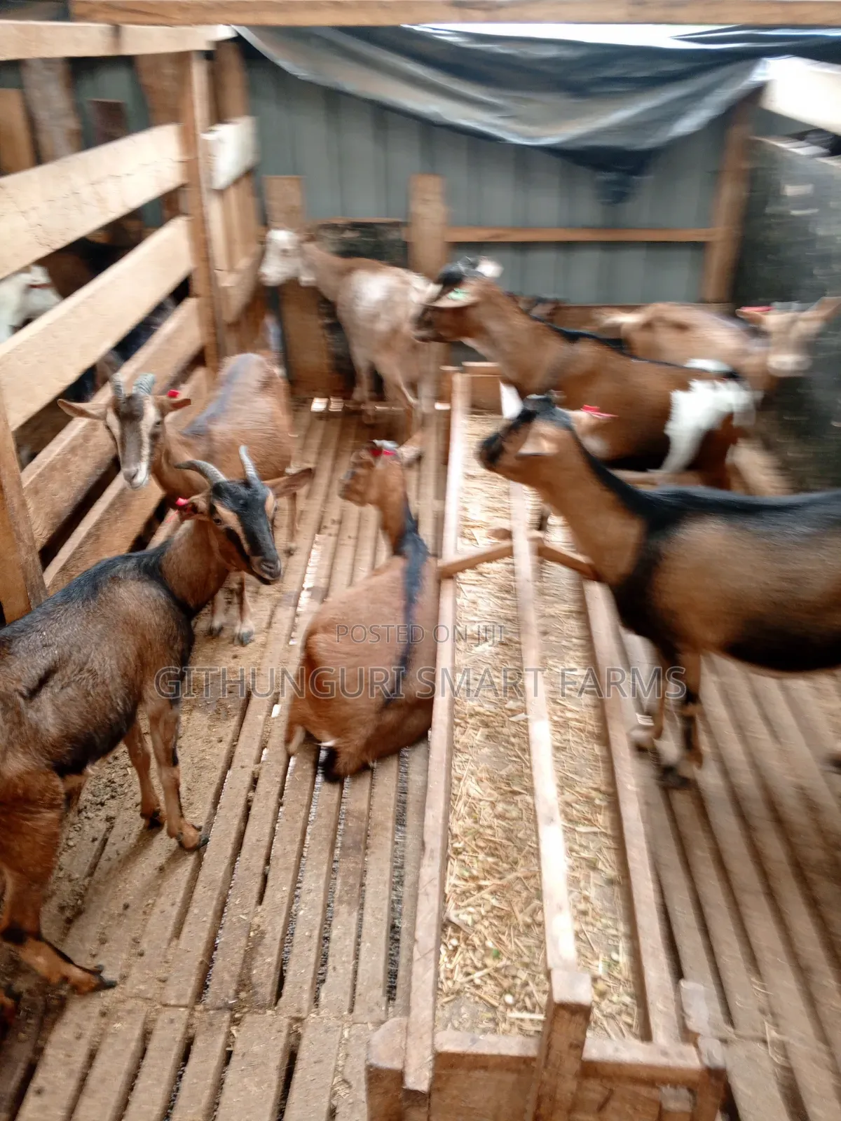 German Alpine, Toggenburg and Saanen Dairy Goats