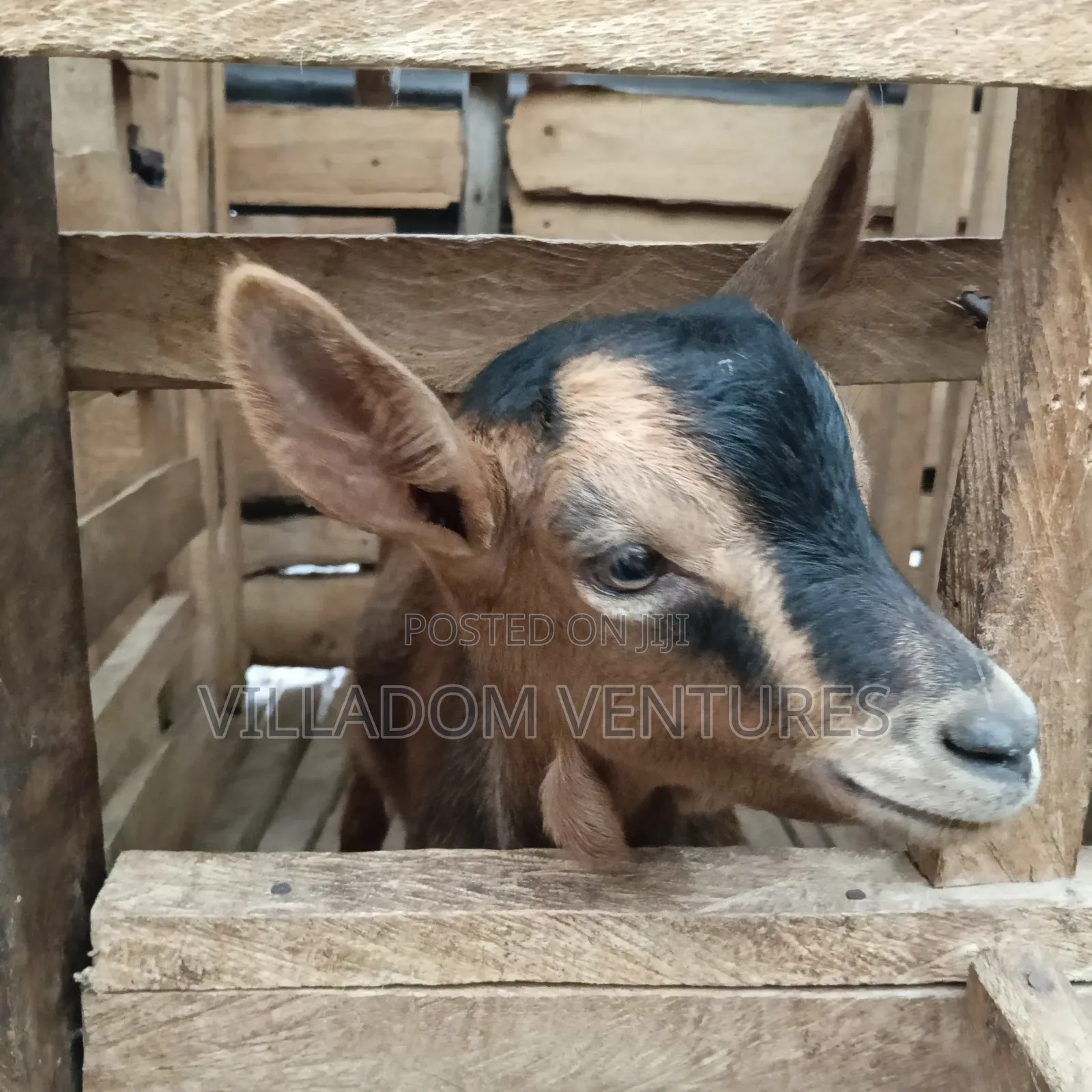 For Sale Mature Toggenburg Fully Vaccinated and Dewormed Inkid Goats