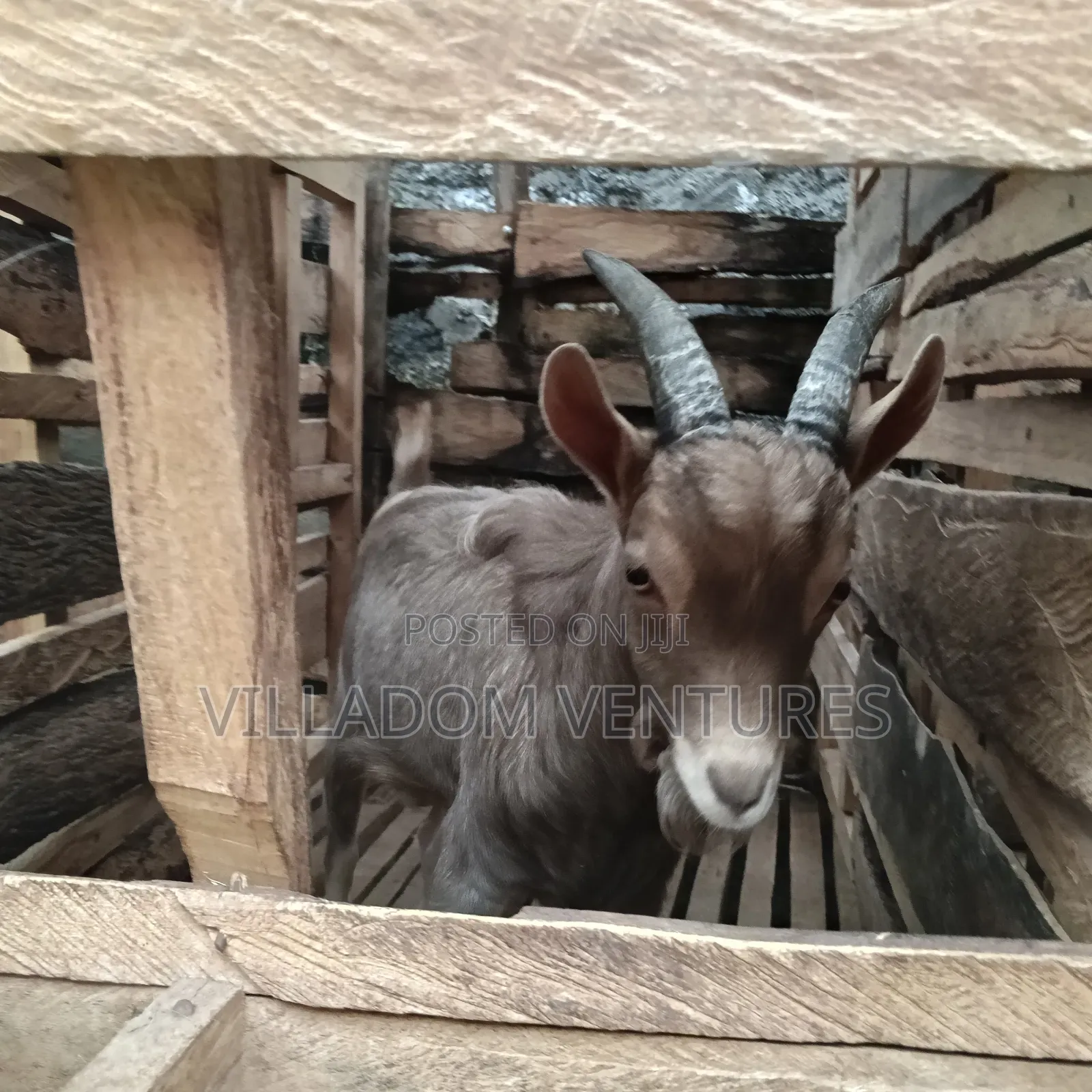 For Sale Mature Toggenburg Fully Vaccinated and Dewormed Inkid Goats