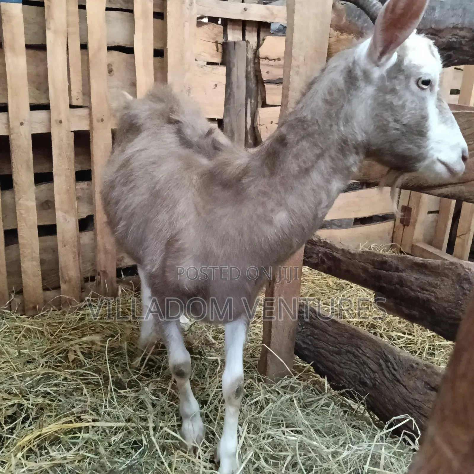 For Sale Mature Toggenburg Fully Vaccinated and Dewormed Inkid Goats